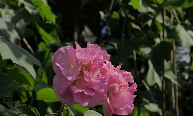 芙蓉花寓意和花语是什么？象征着什么？