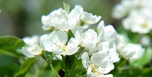 白玉蝶花的花语有哪些？白玉蝶花在文化中的意义是什么？