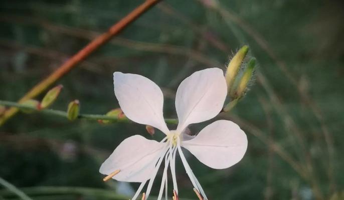 白玉蝶花的花语有哪些？白玉蝶花在文化中的意义是什么？