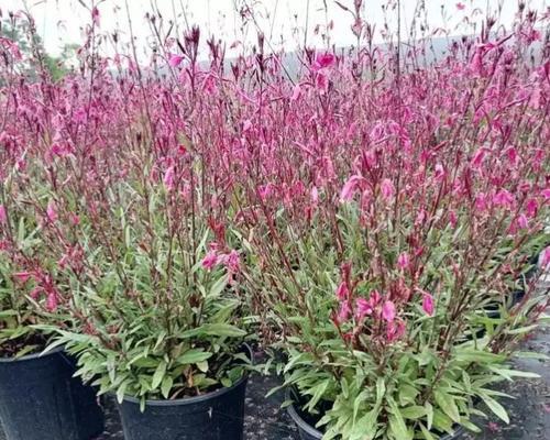 白玉蝶花的花语有哪些？白玉蝶花在文化中的意义是什么？