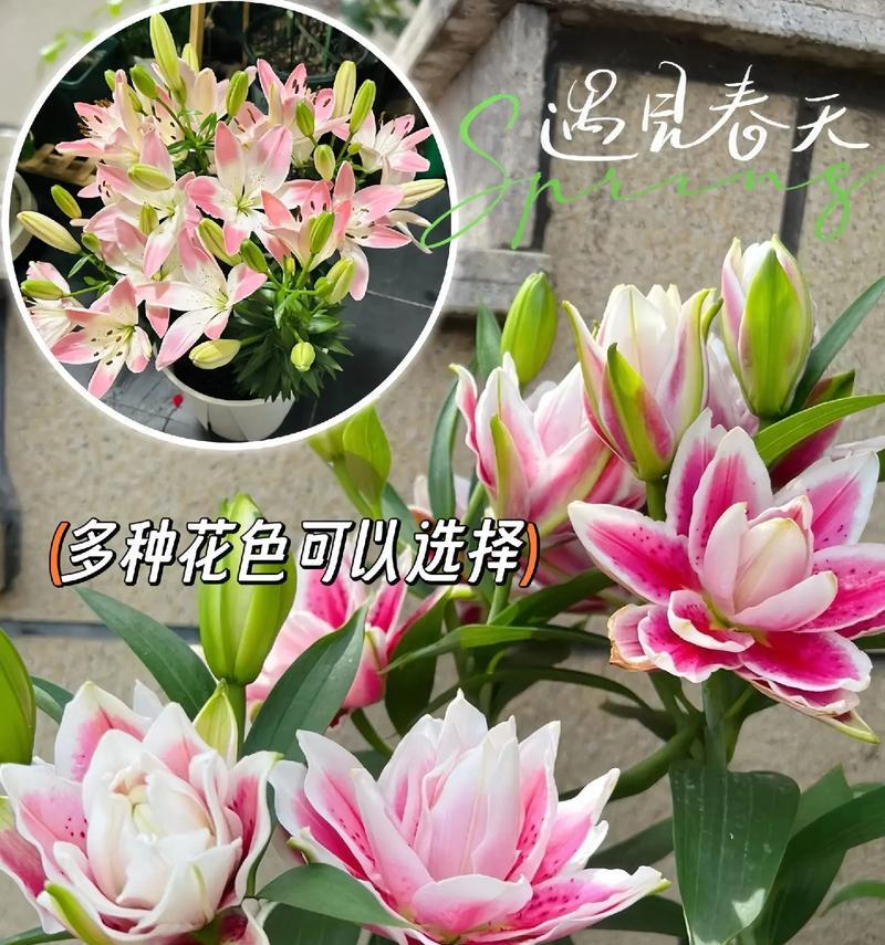 百合花的花语是什么意思？代表了什么？