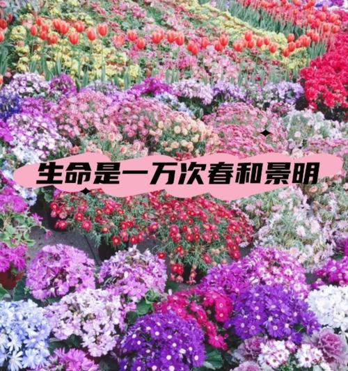 哪些花象征生命？它们的寓意和象征是什么？