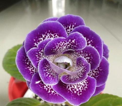 紫色花伞的奇特寓意是什么？