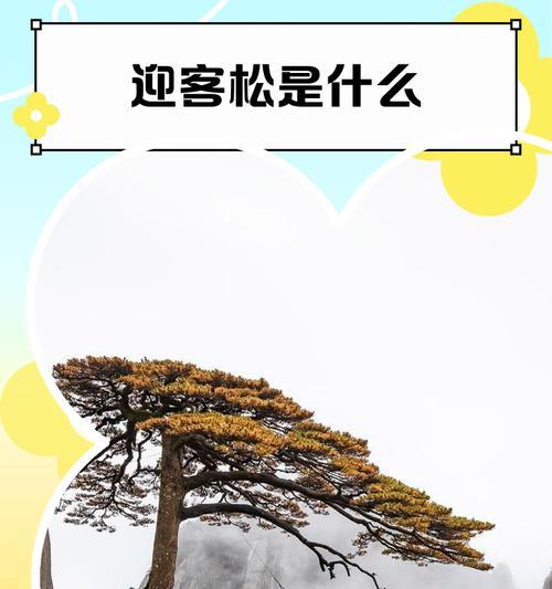 松棵花的象征意义是什么？