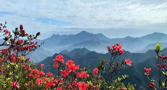 松棵花的象征意义是什么？