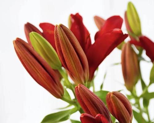 红袖花的花语意义是什么？它有哪些花语表达？