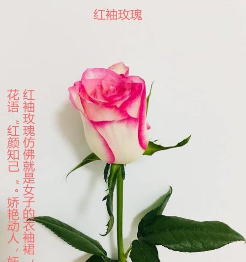 红袖花的花语意义是什么？它有哪些花语表达？