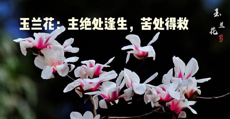 花卉中的怀旧象征：哪些花代表不如从前及其寓意？