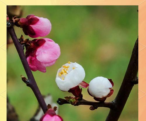 花卉中的怀旧象征：哪些花代表不如从前及其寓意？