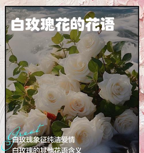 玫瑰花朵数的花语是什么？它们各自代表什么含义？