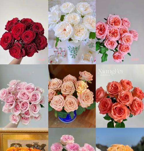 玫瑰花朵数的花语是什么？它们各自代表什么含义？