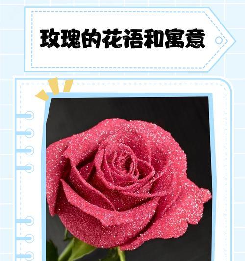 玫瑰花朵数的花语是什么？它们各自代表什么含义？