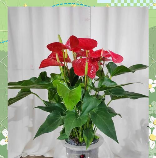 新年来临寓意的花有哪些？如何挑选寓意吉祥的花卉？