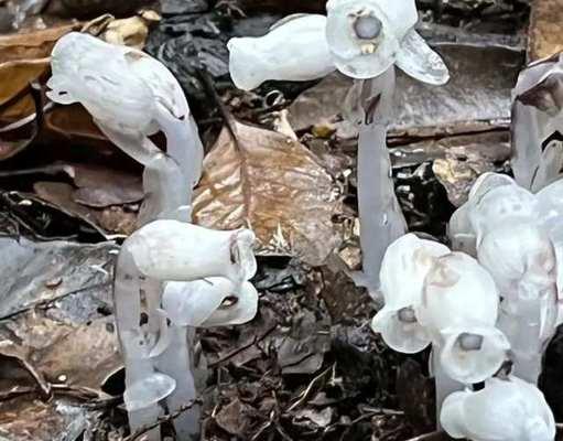 幽灵的花朵象征是什么？