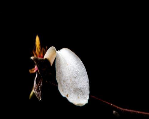 幽灵的花朵象征是什么？