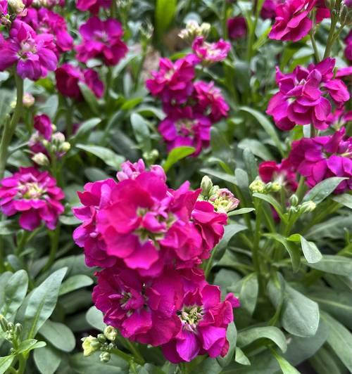 路边粉色花有何含义？马路旁粉色花象征着什么？