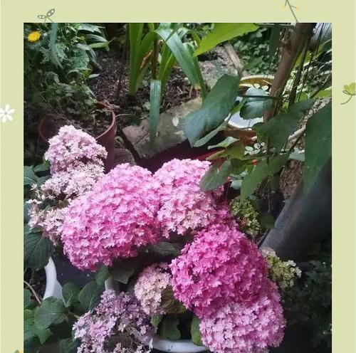 路边粉色花有何含义？马路旁粉色花象征着什么？