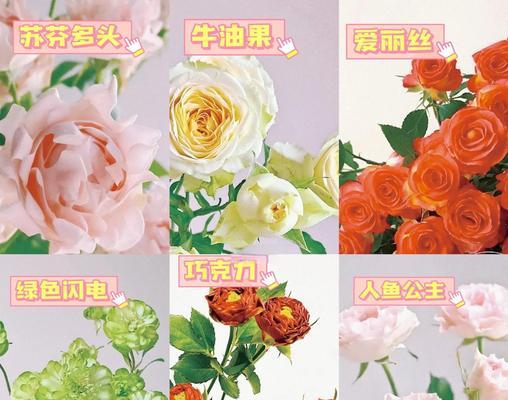 多头玫瑰的花语寓意有何特别之处？
