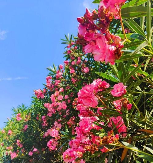 刺客的花象征什么？哪些花代表刺客？