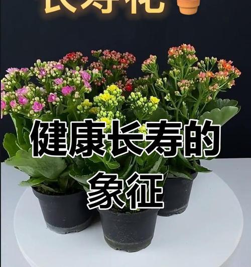 长寿花的寓意特征是什么？它象征着什么？