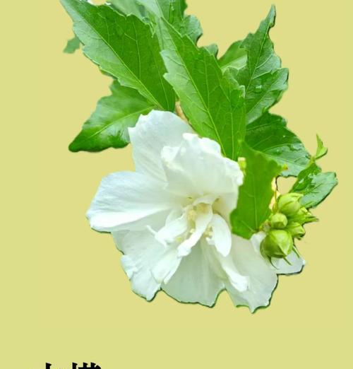 纯洁幽雅的花象征什么？哪些花代表纯洁与优雅？