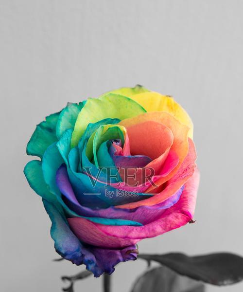 幸福到来的玫瑰花有哪些？
