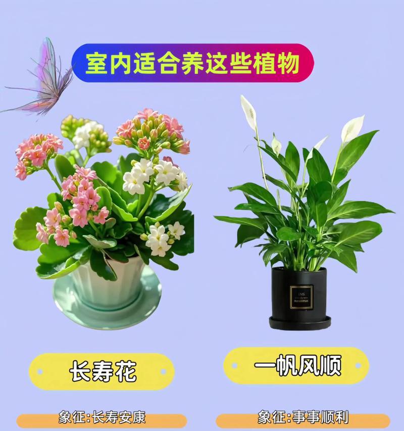哪些盆栽花象征好运？用什么盆栽花带来好运？