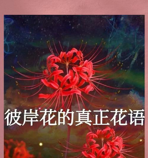爱的纹路象征花是什么？它们的花语是什么？