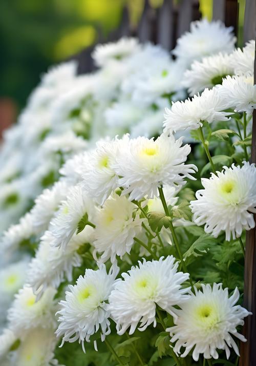 矢车菊的花语及其象征意义是什么？矢车菊有何寓意？