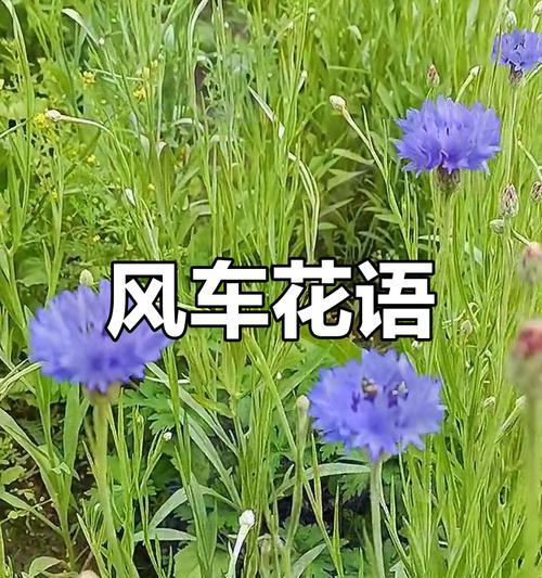 矢车菊的花语及其象征意义是什么？矢车菊有何寓意？
