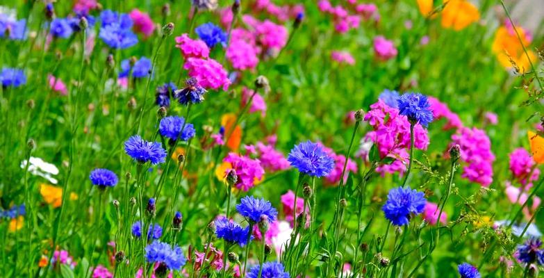 矢车菊的花语及其象征意义是什么？矢车菊有何寓意？