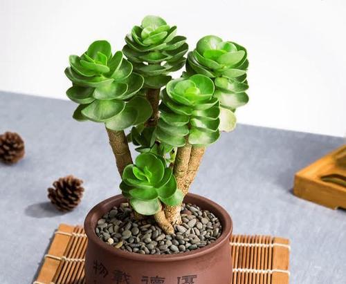 常见吉祥花卉有哪些？