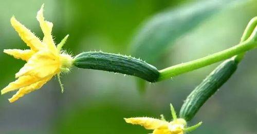 黄瓜花的花语含义是什么？