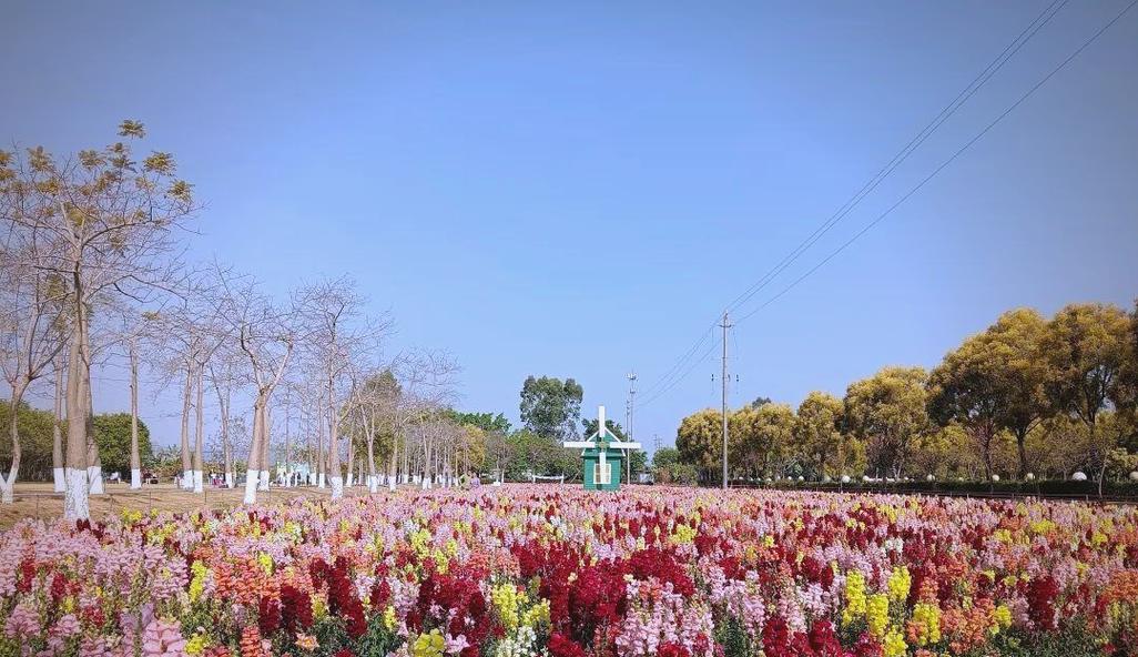 共鸣的象征花有哪些？哪些花卉代表情感共鸣？