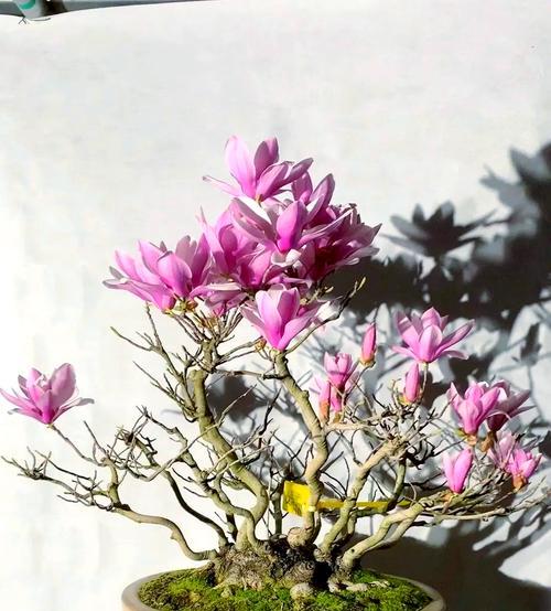 路过看到的花有什么含义？偶遇花卉在文化中的寓意是什么？