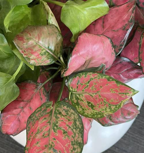 万年青花语含义及象征意义是什么？
