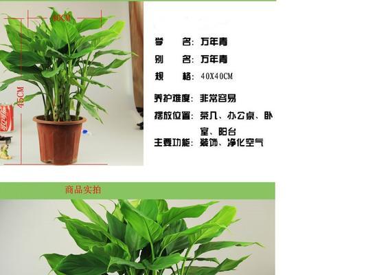 万年青花语含义及象征意义是什么？