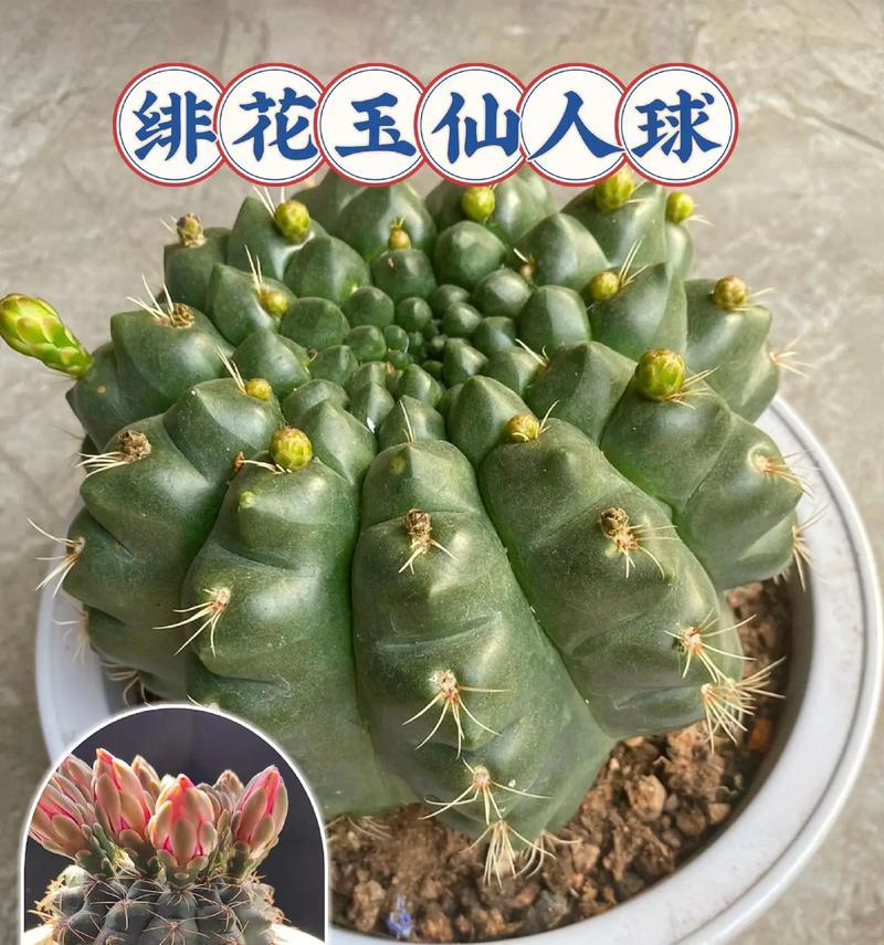 仙人球象征着什么？仙人球的花语有何寓意？