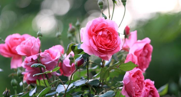 浪漫之花有哪些特点？
