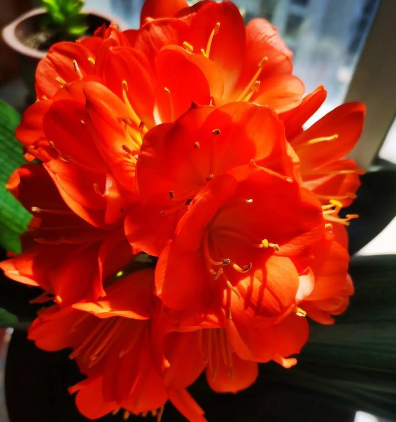 晴花约定的深层含义是什么？