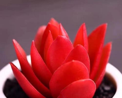 火祭植物花语含义是什么？