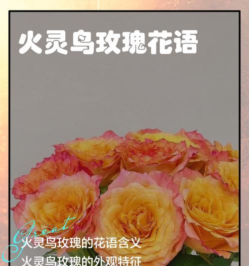 火祭植物花语含义是什么？