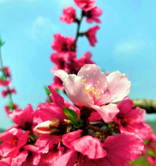 《诗经》中的花语深意是什么？《诗经》中的花卉象征是什么？