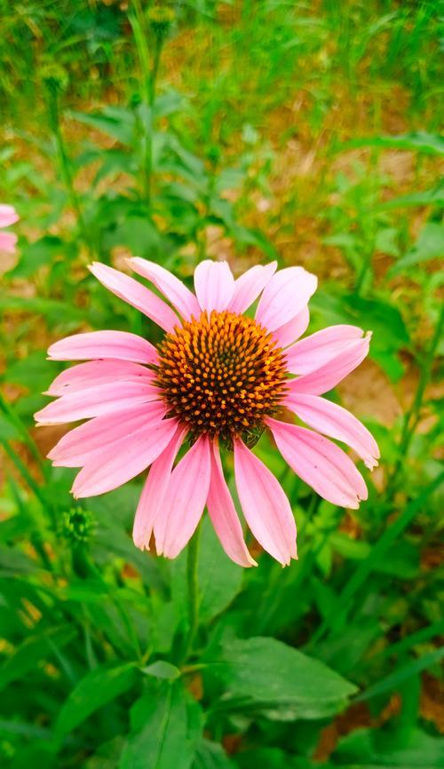 紫菊的花语及其象征意义是什么？紫菊有何寓意？