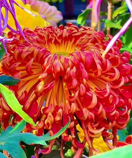 紫菊的花语及其象征意义是什么？紫菊有何寓意？