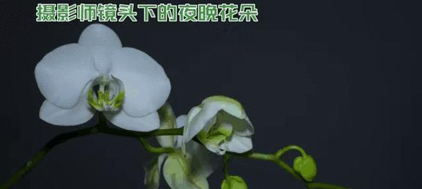 夜晚花朵的深层含义是什么？