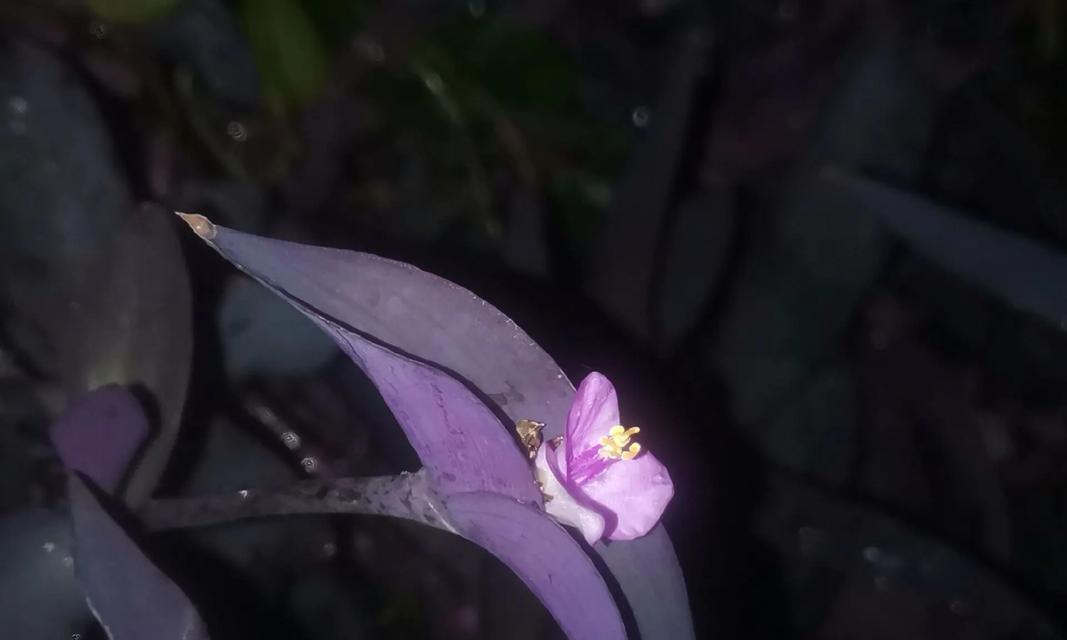 夜晚花朵的深层含义是什么？