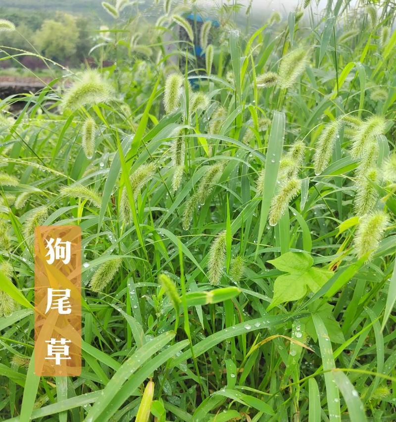 狗尾巴草的象征意义和花语是什么？