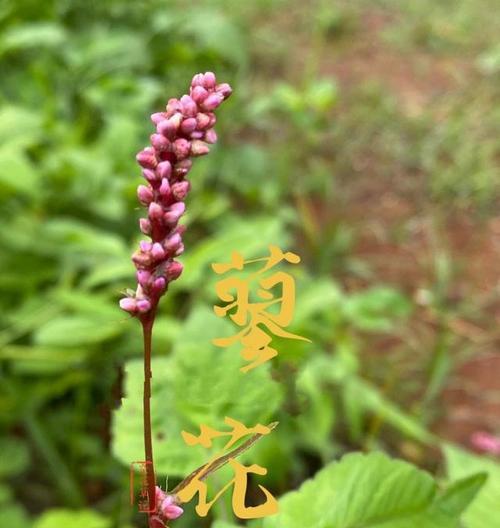 狗尾巴草的象征意义和花语是什么？