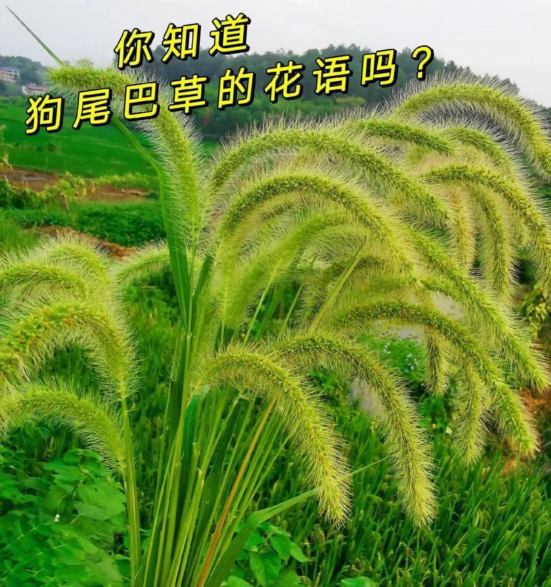 狗尾巴草的象征意义和花语是什么？